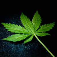 Le cannabis dans tous ses états : thérapeutique et addictif