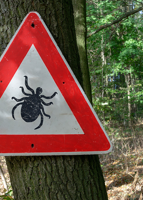 signes cliniques de la maladie de lyme