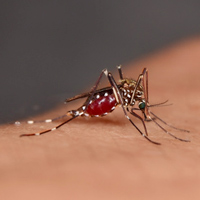 maladies vestorielles