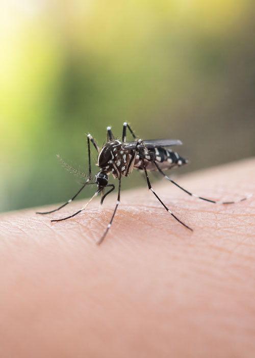Moustique tigre Aedes albopictus, vecteur potentiel d'infections virales émergentes